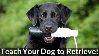 Teach Your Labrador Retriever to Fetch