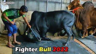 Pagla Gorur Paglami 2022  Sadeeq Agro Pagla Goru Paglami 2022  Biggest Cow In Bangladesh  CowFarm