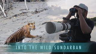 Capturing the Majestic Sundarbans Tigers My Filming Adventure