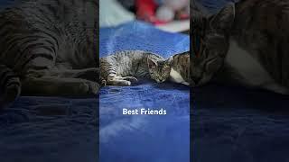 Best Friends  #cat #cats #catlover