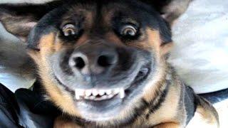 Funny Dogs Barking - A Funny Dog Barking Videos Compilation 2015