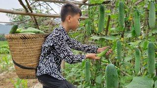 Nam - poor boy The boy went to pick cucumbers to sell. Daily life of an orphan boy