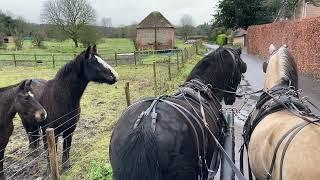 Passing Loose Mares with a Driving Stallion