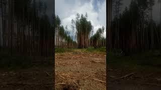 валка леса июль 2022
