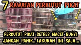 7 cara rawatan burung perkutut pikat setres tidak bunyi diam drop parah