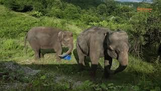 Погладить покормить сделать фото со слонами в Сочи открывается уникальный сафари-парк