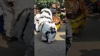 Barongan Putih Vs Barongan Kuning