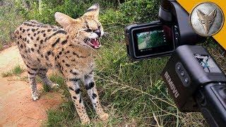 Ferocious Cat NEEDS MEAT