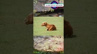 The Delightful Sight of a Brown Goat Relaxing on Grass and Chewing Leisurely