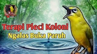 Terapi Pleci Koloni Cepat Ngalas Buka Paruh  Simulasi Lomba Pleci  Masteran Pleci  PCMI