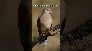 한국인 99%가 들어본 이 소리의 반전 정체 #shorts