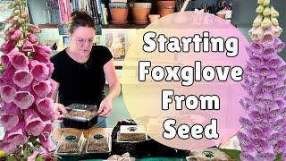  FOXGLOVE From Seed  New Pruning Tool  Pruning Coleus & Cutting Back Butterfly Bush