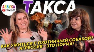 Такса - особенности породы груминг и содержание. Как ужиться с охотничьей собакой?