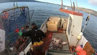 Awesome Catch - King Crab Fishing in Northern Norway