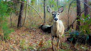 4 Months in 28 Minutes Sights and Sounds of Nature Relaxing Trail Camera Video