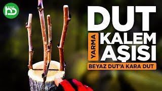 Dut Aşısı Dut Kalem Aşısı Kara Dut Aşısı Dut Ağacında Çeşit Değiştirme Aşısı kalemaşısı7