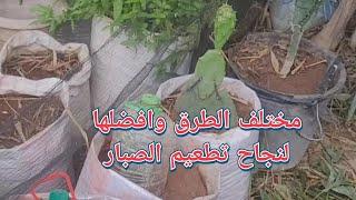 أنواع الطرق وأفضلها تساعد على نجاح تطعيم التين الشوكي The best ways to successfully graft a cactus..