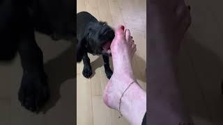 Dog licking feet 3