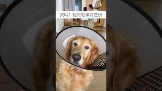 狗狗的心情都写在脸上了… #金毛 #pets #寵物