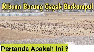 Ribuan Burung Gagak Berkumpul   PERTANDA APAKAH INI