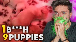 1 B***H  9 PUPPIES un VIDEO SCONVOLGENTE  Jematria