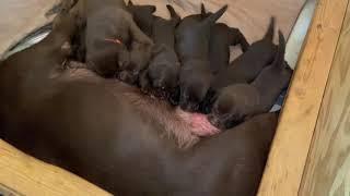 24 day old Lab pups nursing