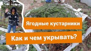 Как правильно и чем укрывать ягодные кустарники?