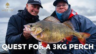 Fishing for World´s Biggest Perch  Westin Fishing