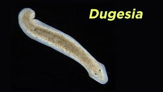 Phylum Platyhelminthes Part 2 Free-Living Flatworms and the Problem With Turbellaria
