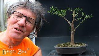 Pruning to Back Buds on My Donated Lemon Tree The Bonsai Zone May 2023