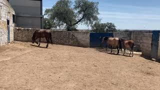 Play Horse.semental cortejando yegua y su potro.caballo y yegua Horse mating