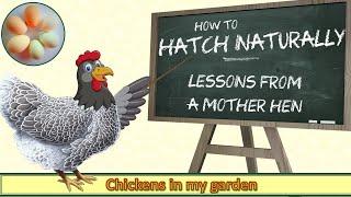 Hatch Naturally - Lessons from a Mother Hen