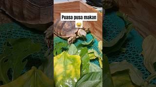 kura kura sulcata #kurakura#sulcata #hewanlucu #shorts