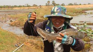 Amazing snakehead fish hunting in natural pond  with fresh frog bait  Fishing season Cambodia 2022