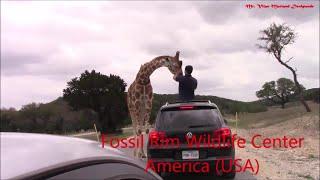 Fossil Rim Wildlife Center Part 08 GIRAFFE  Texas North America USA