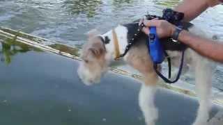 Fox terrier air swimming