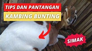 HOW TO TREAT A PREGNANT GOAT - AKSARA Agro & Farm