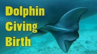 Dolphins Mating and Giving Birth - Baby Dolphins Being Born