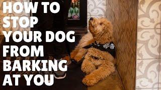 My dog wont stop barking at me HOW YOU CAN STOP DEMAND BARKING  Dani The Dog Trainer