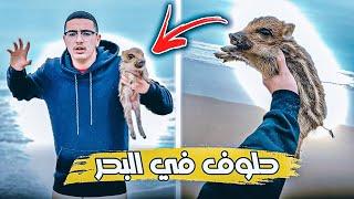 حلوف في البحر  شاهدو ردة فعل الخنزير   متصوروش اش وقع 