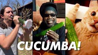 Macka B X The Kiffness - Cucumba Cucumber Rap Live Looping Remix