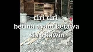 Ciri-ciri betina ayam ketawa siap dikawinkan