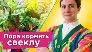 ПОЛЕЙТЕ ЭТИМ СВЕКЛУ ПОСЛЕ ВСХОДОВ и она вырастет крупная и сладкая Полная схема подкормок свеклы