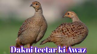 Dakhne teetar ki Awaz Partridge sounds Francolin voice #teetar #birds #sounds #hunting