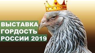 САМЫЕ КРАСИВЫЕ КУРЫ ВЫСТАВКА ГОРДОСТЬ РОССИИ 2019 - ПОЛНЫЙ ОТЧЕТ.