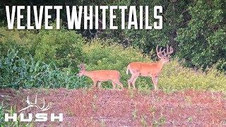 HUGE 8 POINT VELVET WHITEIAL BUCK  NORTH DAKOTA DAY #3