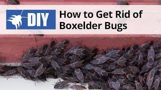 How to Get Rid of Boxelder Bugs  DoMyOwn.com