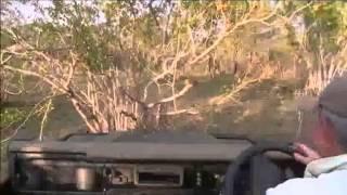 PM Drive - 2 Leopards - Injured Hippo - Nov 20 2014