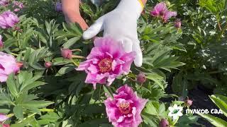 Sonoma Ametist peony. Сонома Аметист пион. Пулков сад