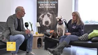 Hund Katze Specht  07. Februar 2021